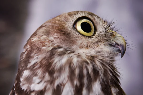 stock image Distracted Owl