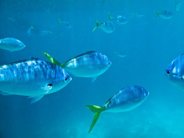 Vissen Zwemmen Rond Oceaan — Stockfoto