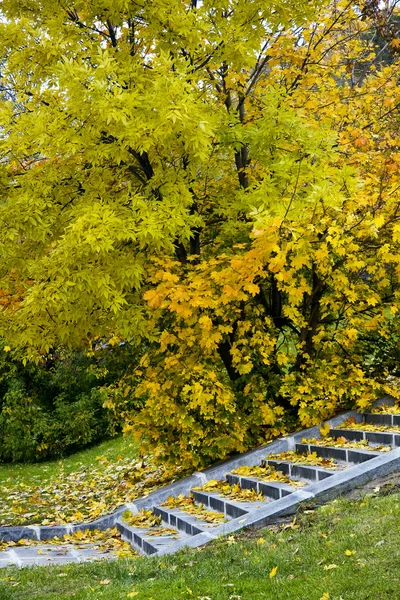 Sonbahar Park Arka Plan Doğa Altın Kanlı Vorob Evy Park — Stok fotoğraf