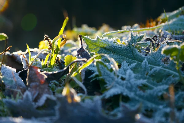 Frysta Anläggning Höstens Växter Med Iskristall Selektiv Inriktning — Stockfoto