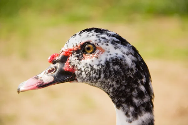 stock image Close-up profile of the head of a Muscovy Duck