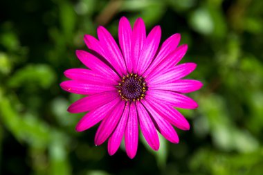 One pink flower isolated on green background clipart