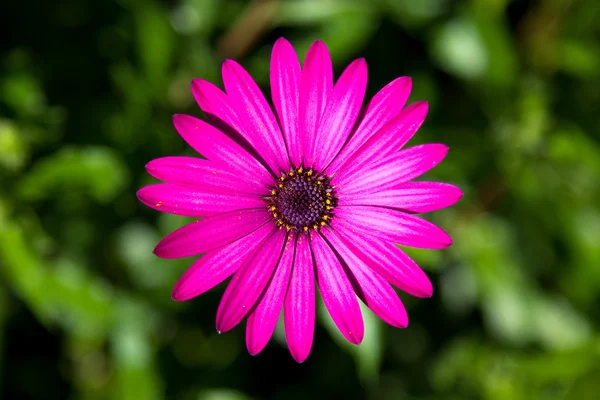 stock image One pink flower isolated on green background