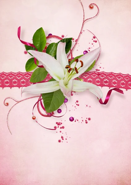 Pink Card Lace Lily — Stock Photo, Image
