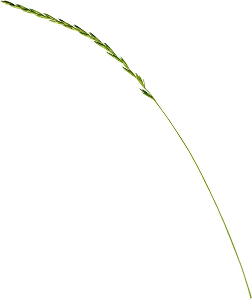 Yeşil Kulak Üzerinde Beyaz Izole — Stok fotoğraf