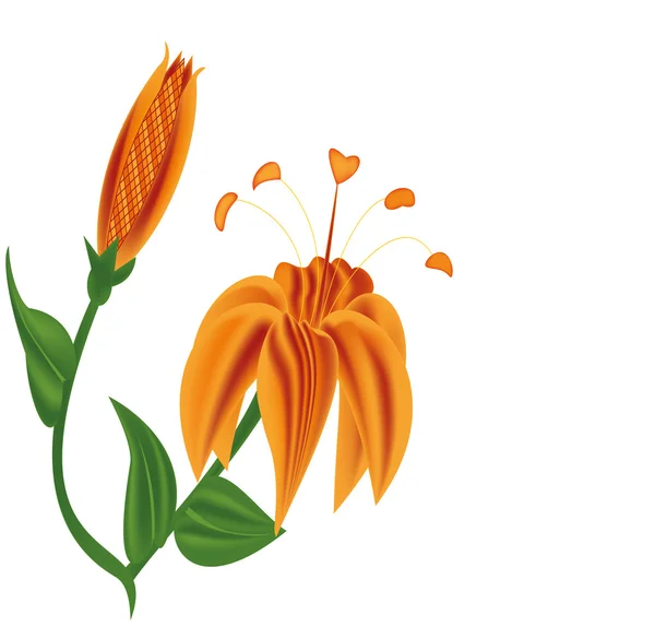Vektorové ilustrace oranžové lilie — Stockový vektor
