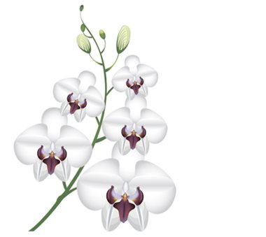 Vector illustration white flowers orchid clipart