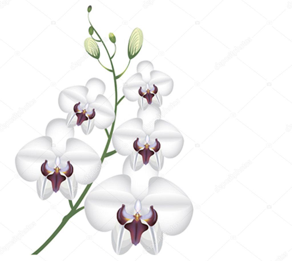 Vector illustration white flowers orchid