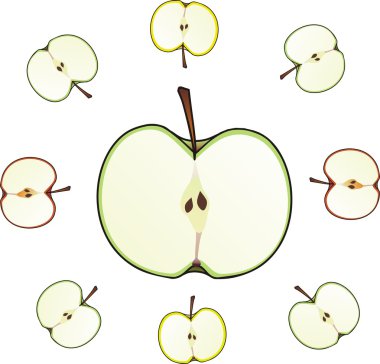 Apple cut on half isolated illustration clipart