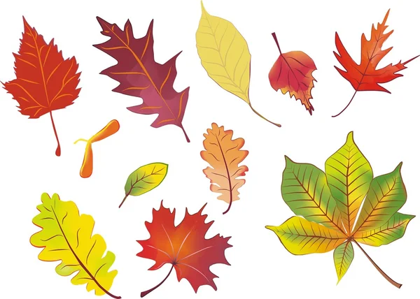 Eine Reihe isolierter Herbstblätter — Stockvektor