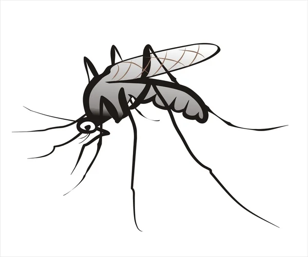 stock vector Mosquito isolated vector illustration