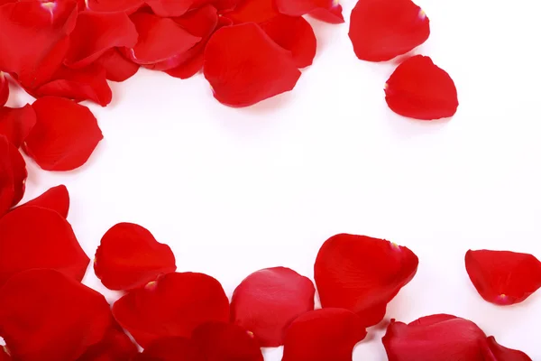 stock image Petals of red roses on a white background