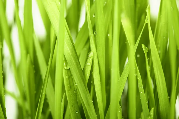 Beautiful Grass — Stock Photo, Image