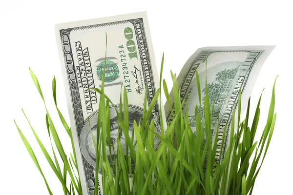 Dollars in grass — Stock Photo, Image