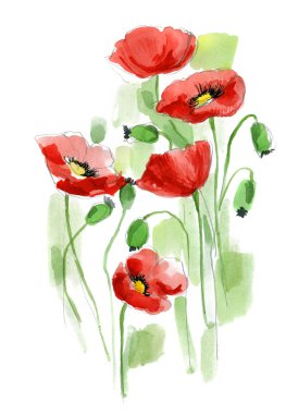 Painted watercolor poppies clipart