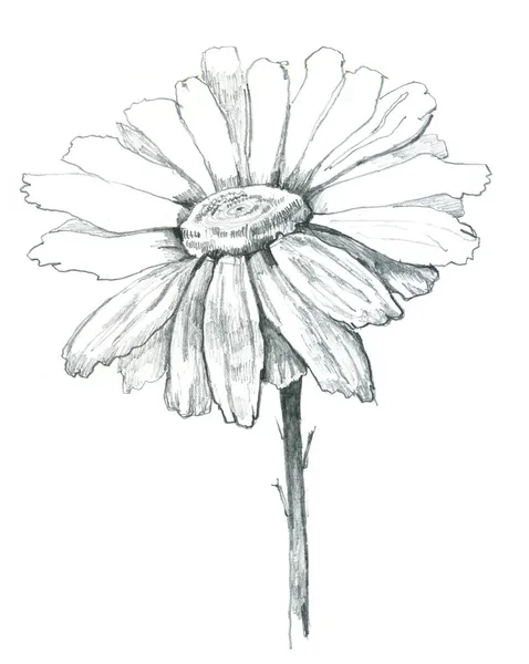 Daisy draw — Stock Photo, Image