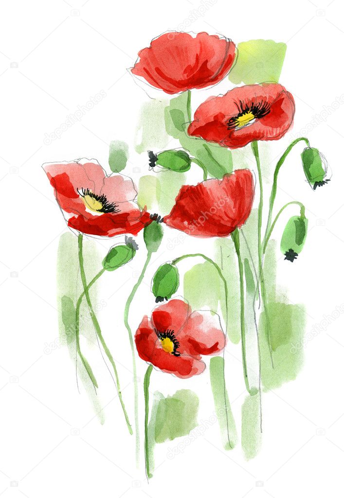 Painted watercolor poppies