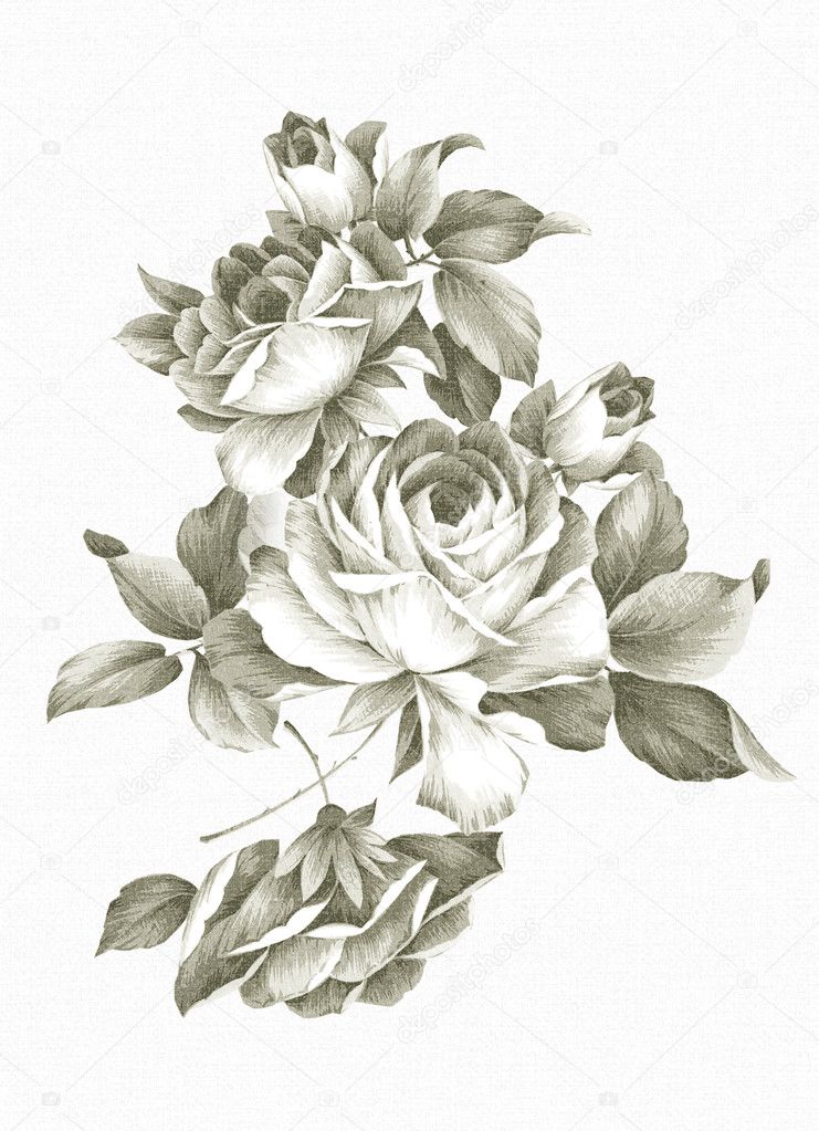 Freehand drawing rose