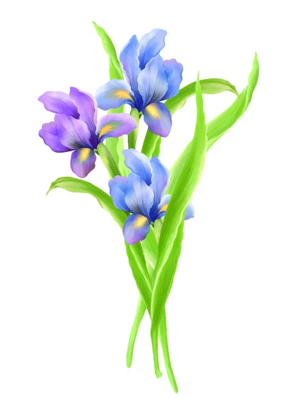 Illustration Mit Schöner Irisdekoration — Stockfoto