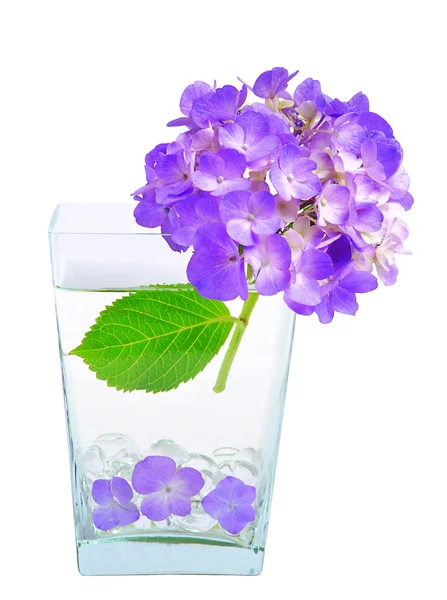 Purple Flowers White Background — Stock Photo, Image