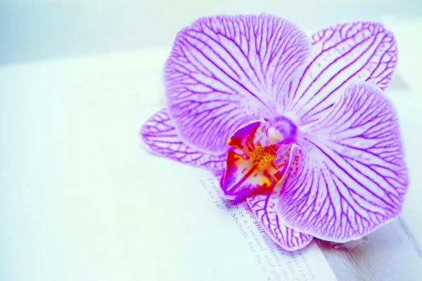 Violeta Orquídea Flor Close Isolado Fundo Branco — Fotografia de Stock