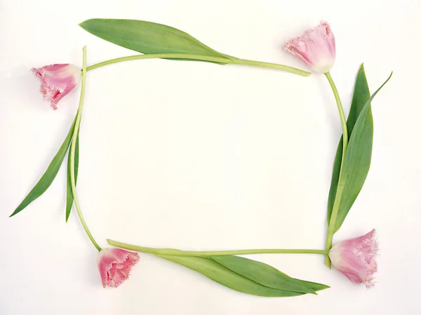 Florales Rahmenwerk — Stockfoto