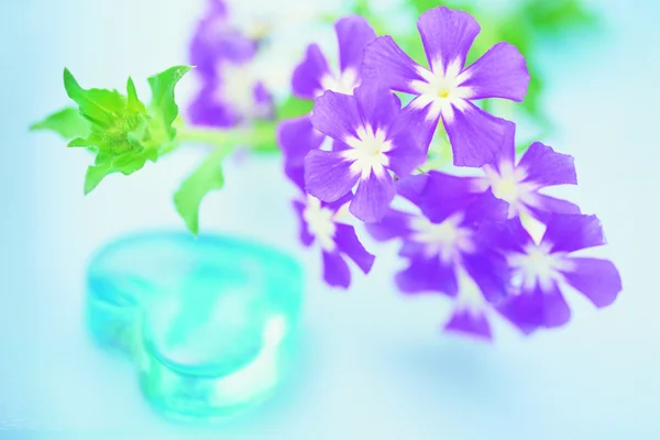 Lila Virágok — Stock Fotó