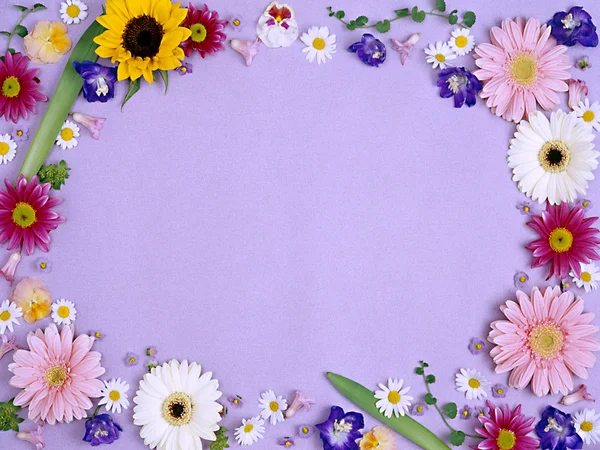 Fundo Roxo Bonito Com Flores Verão — Fotografia de Stock