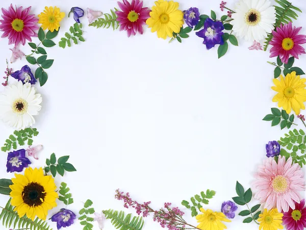 Hermoso Fondo Colorido Con Flores Verano — Foto de Stock