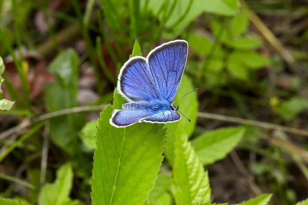 stock image Blue butterfly Polyommatus icarus on the background of green grass