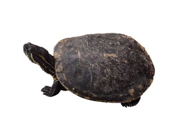 Orta Amerika dan Terrapin