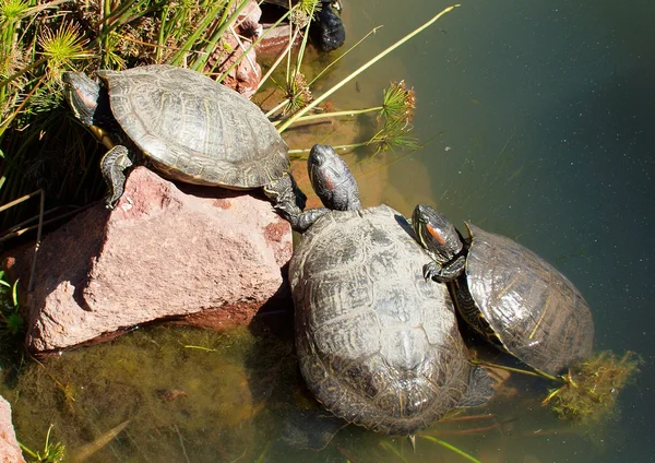 stock image Three carnivorous aquatic turtles warming themselves together in the bright sun in the water and rock