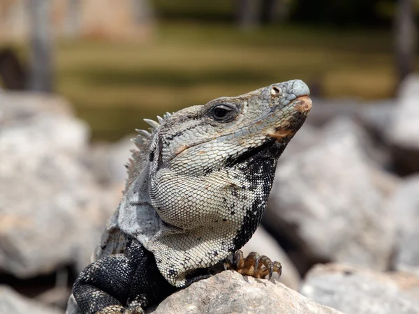 stock image Head iguanas with a distended throat sac