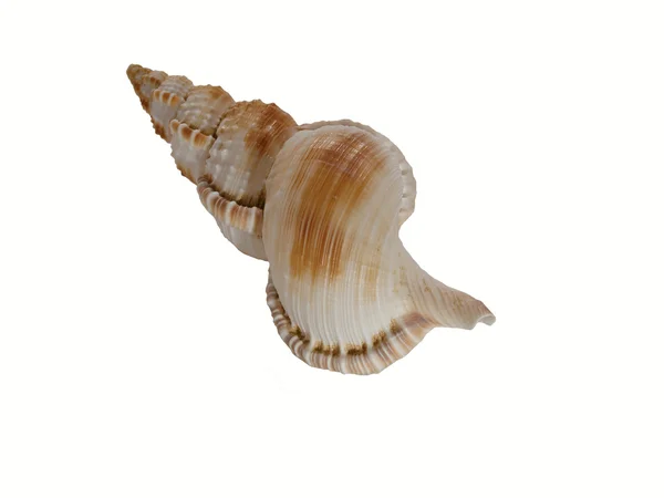 白い背景の上の美しい海カタツムリの殻 — ストック写真