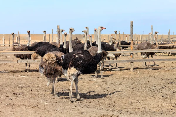 En la granja avestruz Imágenes De Stock Sin Royalties Gratis