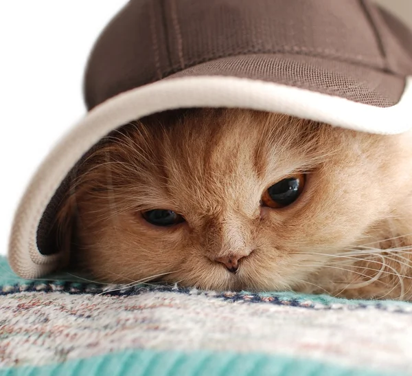 Close-up cat wears a hat — Stock Photo, Image