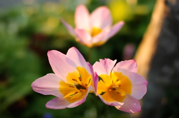 Close Pink Flower Park — Stock Photo, Image