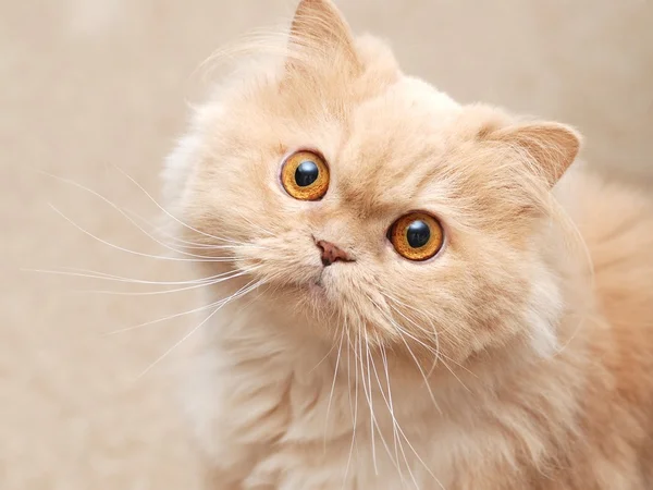 Любопытная Кошка — стоковое фото