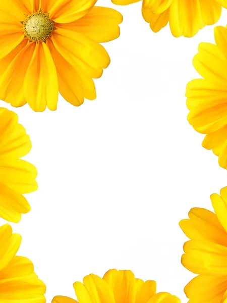 Sonnenblumen Rand Rahmen Auf Weißem Hintergrund — Stockfoto