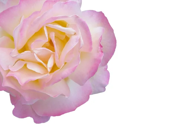 Rosa aislada con fondo blanco — Foto de Stock