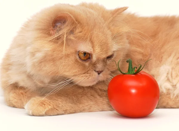 Gato Está Cheirar Tomate — Fotografia de Stock