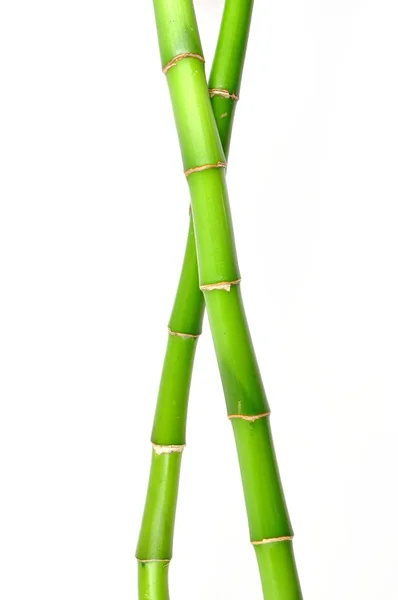 Sorte hastes de bambu isolado no fundo branco — Fotografia de Stock