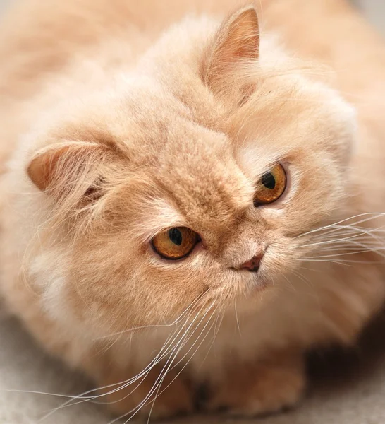 Yakın çekim Fars kedisi — Stok fotoğraf