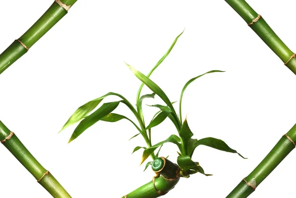 Bambus v rámu na bílém pozadí — Stock fotografie
