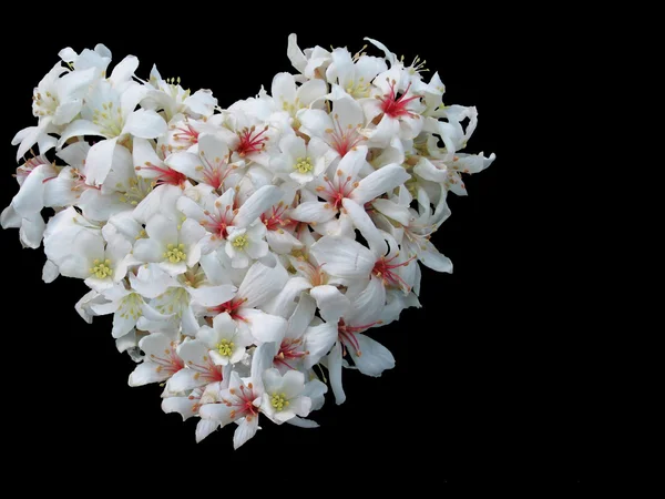 stock image Many white flowers set up a heart