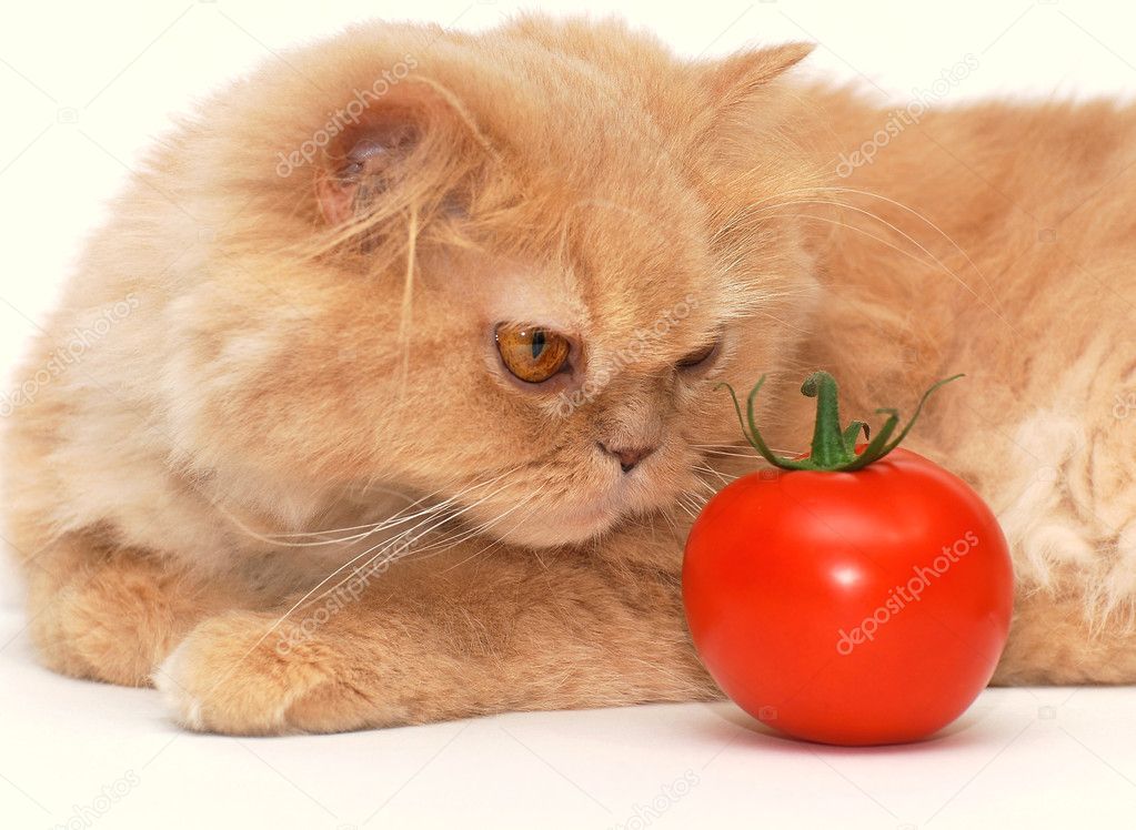 Cat is smelling the tomato