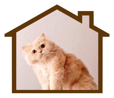 Cat's dream house clipart