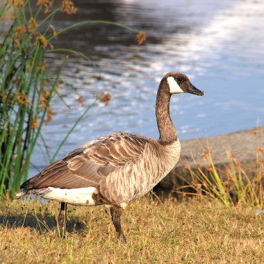 Canadian goose near the lake in English Bay, Vancouver, BC Canada clipart
