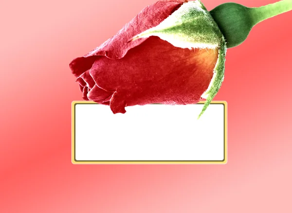 Červená růže karta na červeném pozadí — Stock fotografie