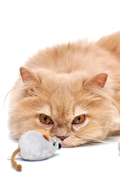 Cat is staring at mouse — Stock Photo, Image